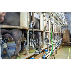 Sală de muls bivolițe brăduleț