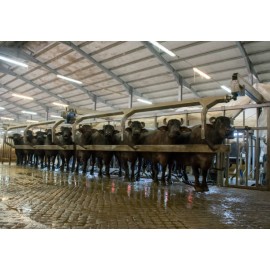 Sală de muls bivolițe paralel 