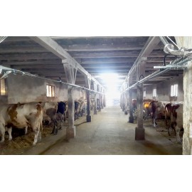 Sală de muls bivolițe la conductă RTS