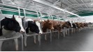 Instalații de muls bovine (5)