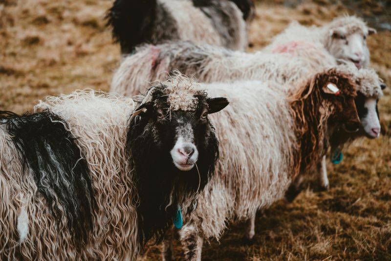 Transporturile ilegale de ovine pun în pericol fermele și exporturile României. Ce trebuie să știe crescătorii