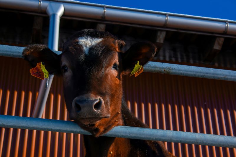 APIA eliberează adeverințe pentru crescătorii de animale care vor să acceseze credite în Campania 2026