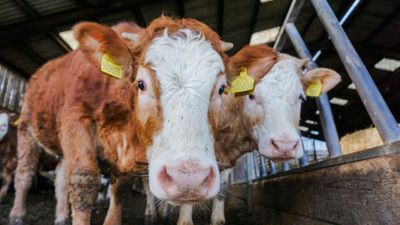 Hantavirus în fermele de lapte: ce trebuie să știe fermierii despre riscuri și măsurile de prevenție