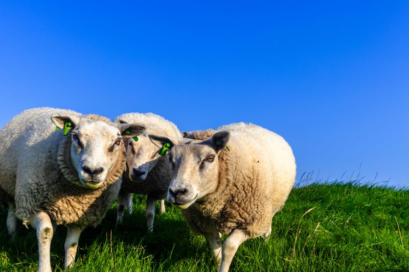Investiții în fermele de mici dimensiuni – oportunități pentru zootehnie prin intervenția DR-14