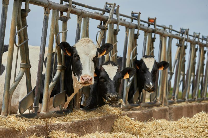 APIA demarează campania de plăți în avans pentru 2025. Care este cuantumul pentru fermieri